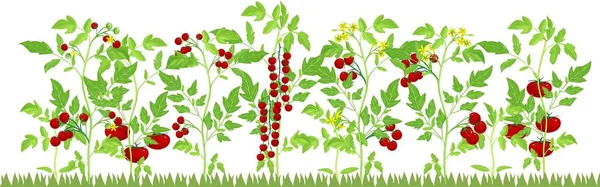 Mancha Vegetal Com Plantas Tomate Frutificante Sobre Fundo Branco — Vetor de Stock