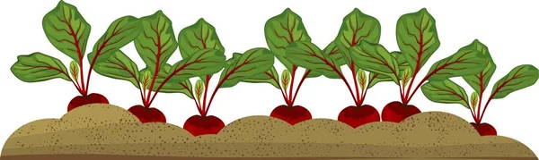 Rode Biet Planten Plantaardige Patch — Stockvector