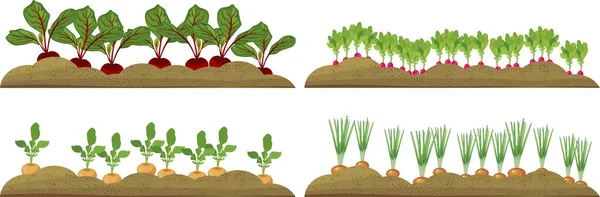 Ensemble Parcelles Légumes Avec Différents Légumes Racines — Image vectorielle