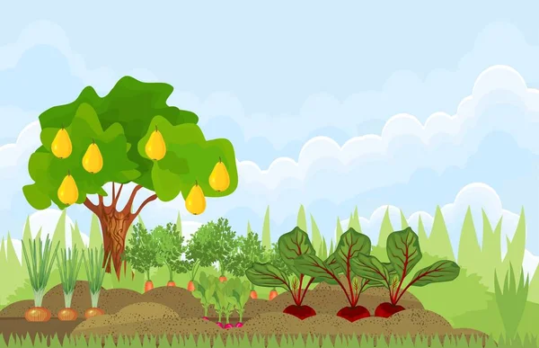 Huerto Cocina Huerta Con Diferentes Verduras Árboles Frutales Jardín Verano — Vector de stock