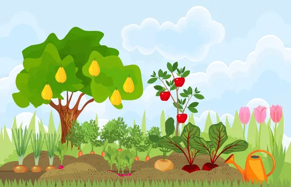 キッチン ガーデンや菜園でさまざまな野菜 果物の木とチューリップ — ストックベクタ