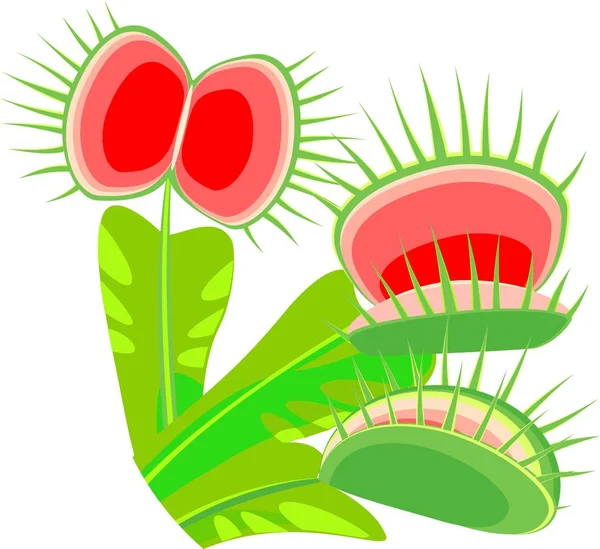 Vektorgrafiken Venusfliegenfalle Vektorbilder Venusfliegenfalle Depositphotos