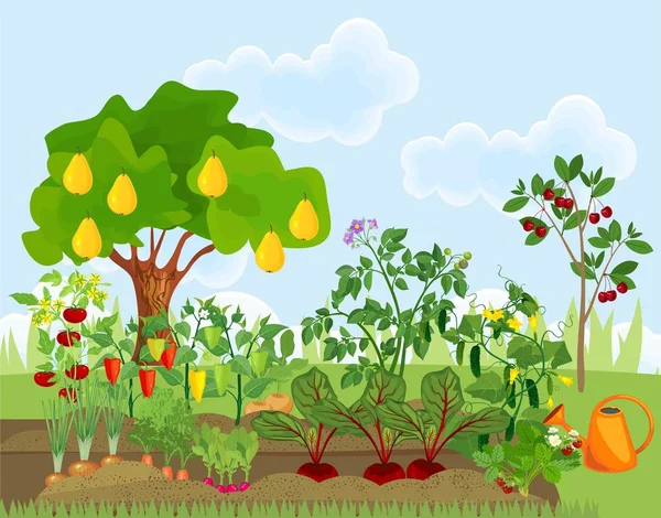 Garden Different Vegetables Fruit Trees Garden Summer — Stock Vector