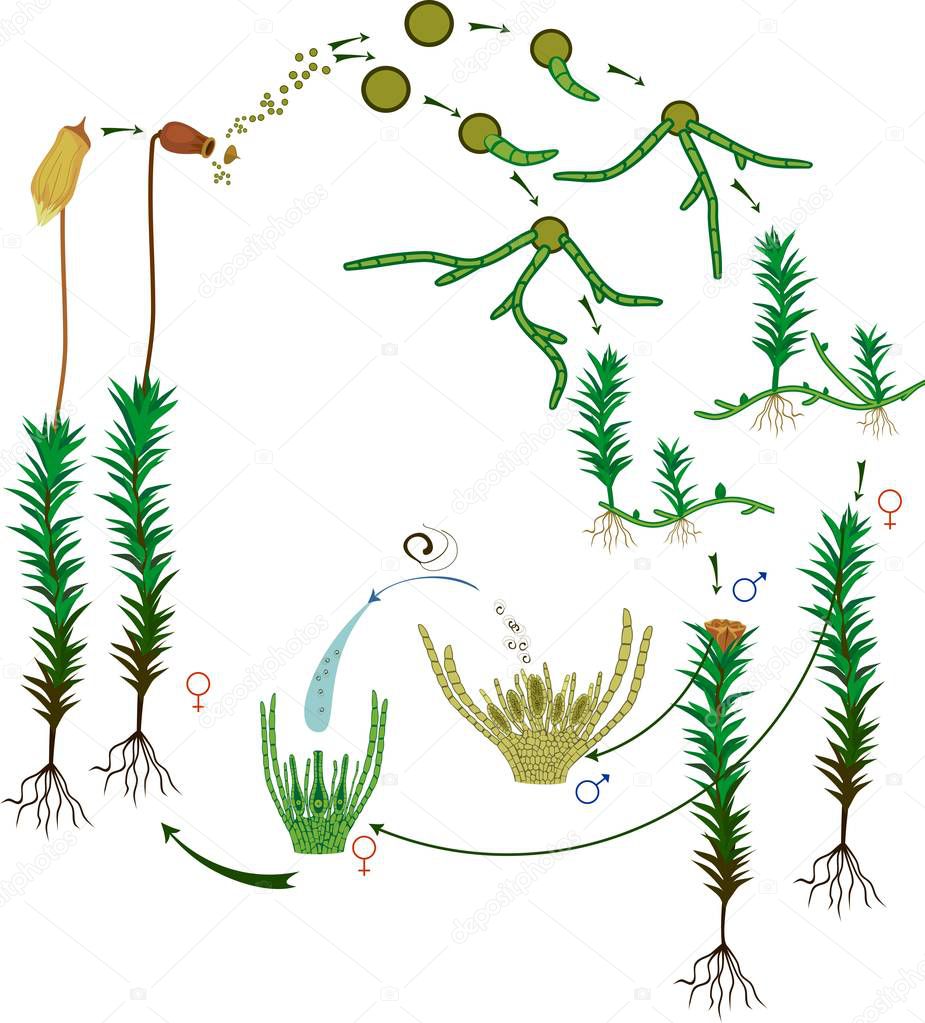 Moss life cycle. Diagram of life cycle of Common haircap moss (Polytrichum commune) isolated on white background