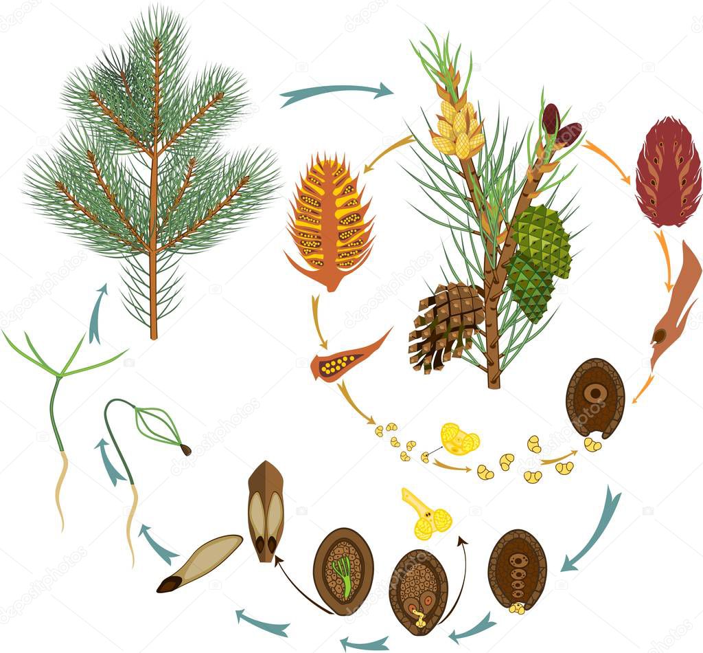 Life Cycle of Pine Tree: reproduction of gymnosperms