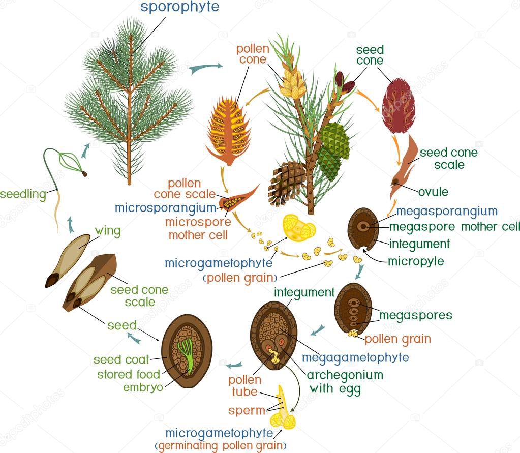 Life Cycle Of Pine Tree Reproduction Of Gymnosperms With Titles life-cycle-of-pine-tree-reproduction-of-gymnosperms-with-titles