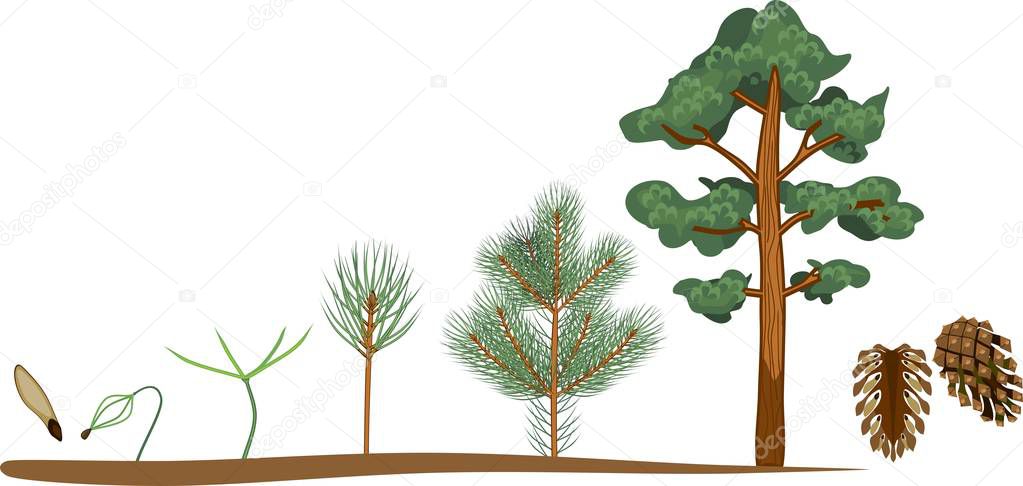 Pine tree life cycle. Plant growin from seed to mature pine tree with cones