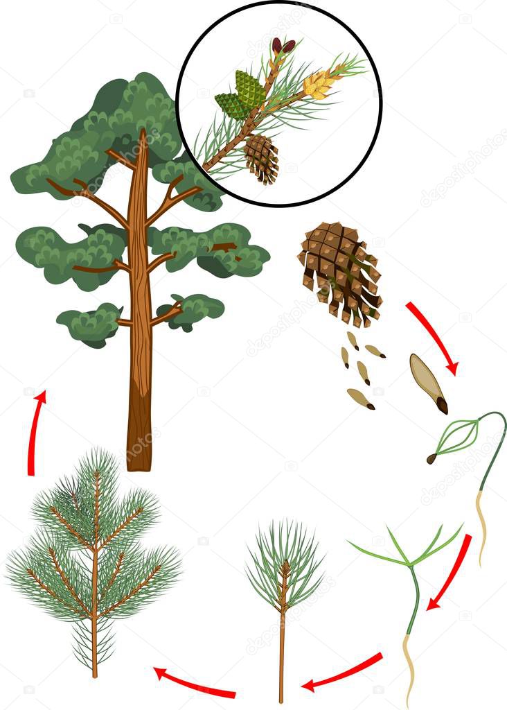 Life cycle of pine tree. Stages of plant growth from seed to mature pine tree with cones