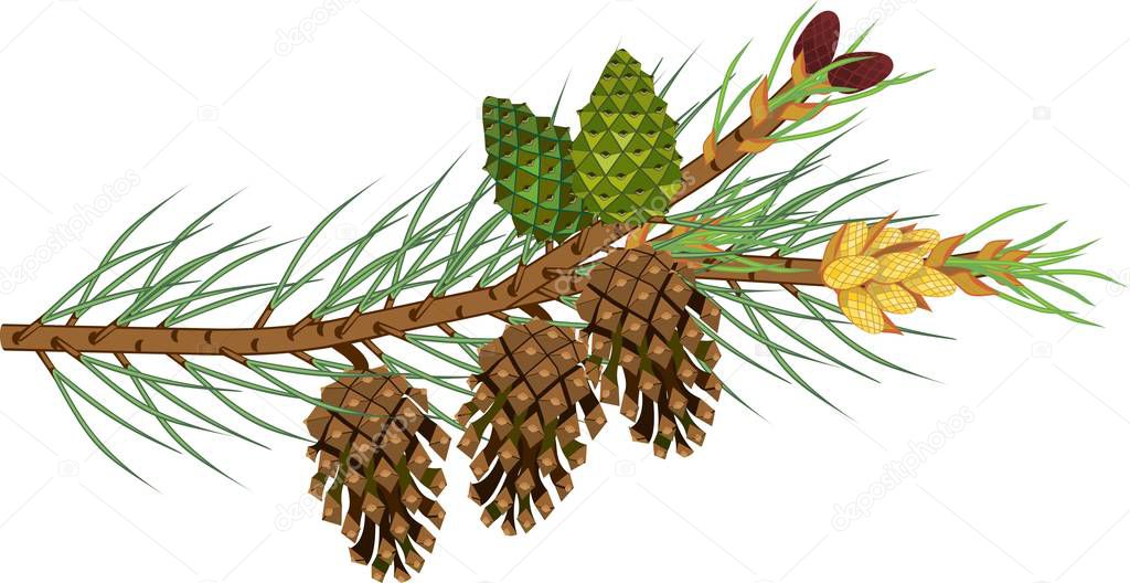 Branch of pine with green needles, male and female cones of different ages on white background