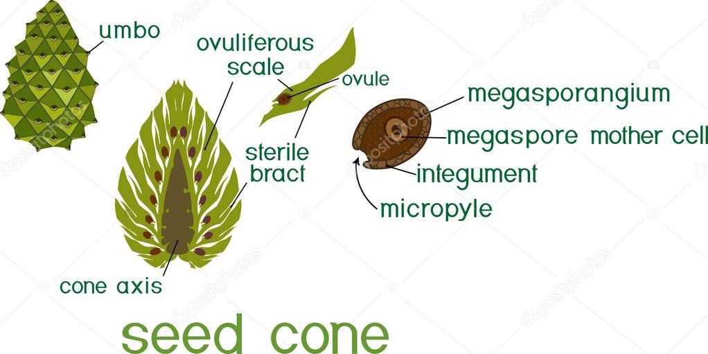 Structure of green female seed cone and megasporangium of pine with titles