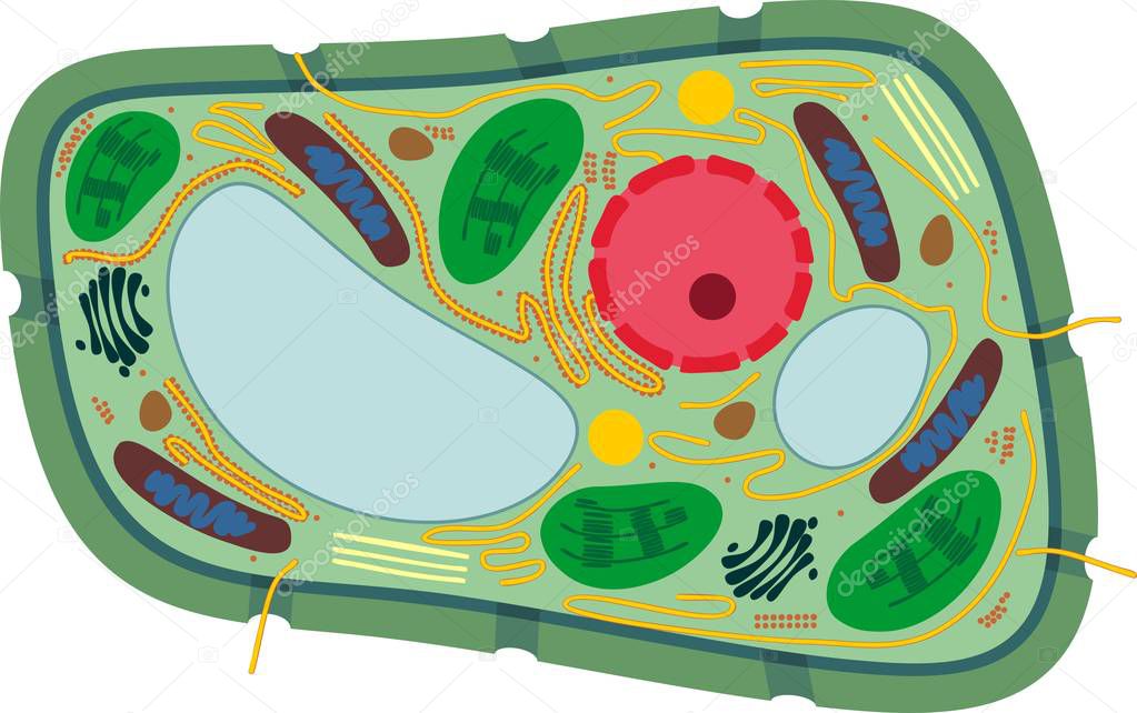 Structure of plant cell with different organelles