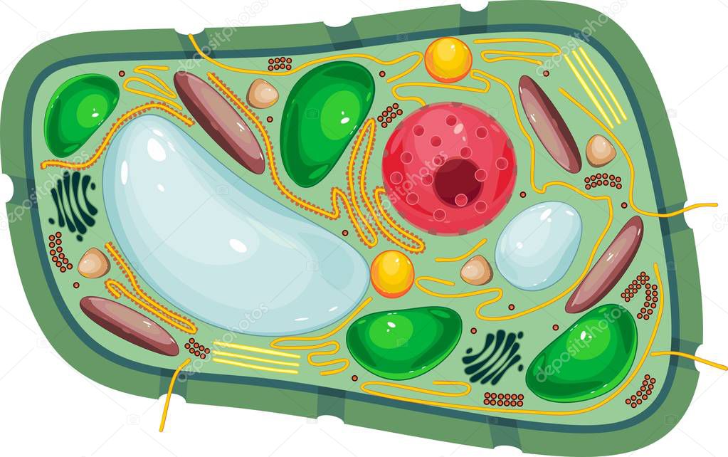 Structure of plant cell with different organelles