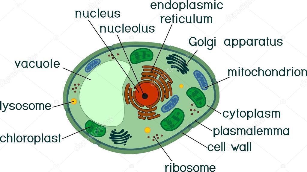 Plant cell structure with titles