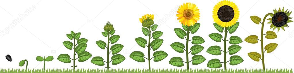 Life cycle of Sunflower. Growth stages from seed to flowering and fruit-bearing plant