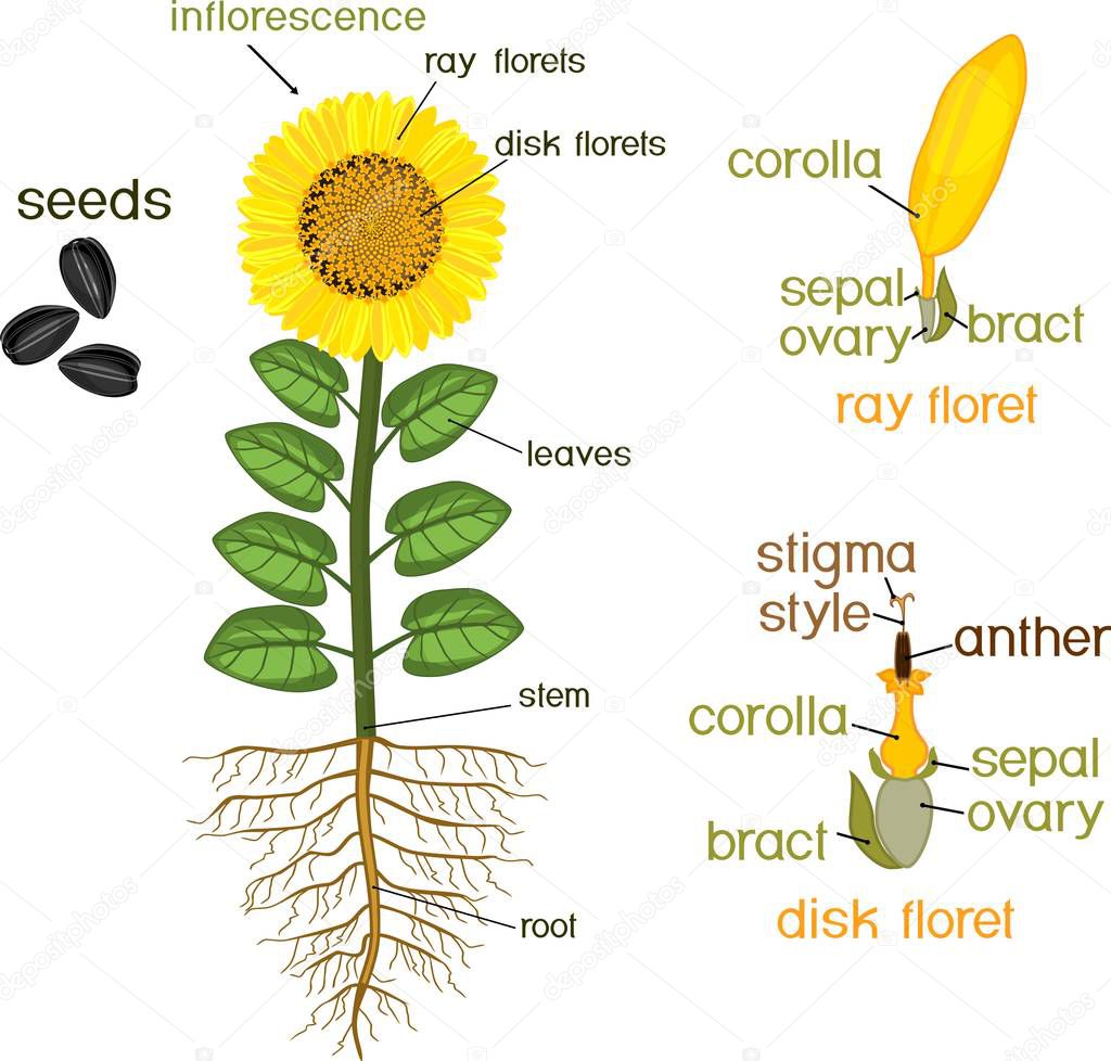 Parts of sunflower plant. Morphology of flowering plant with root system, flower, seeds and titles