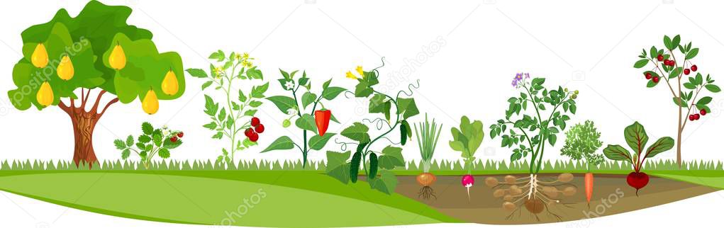 Kitchen garden or vegetable garden with different vegetables and fruit trees