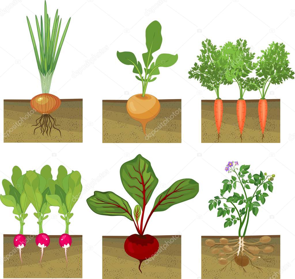 Set of different vegetables plant showing root structure below ground level on white background