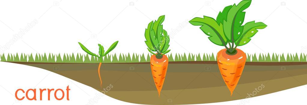 Stages of growth of carrots on vegetable patch