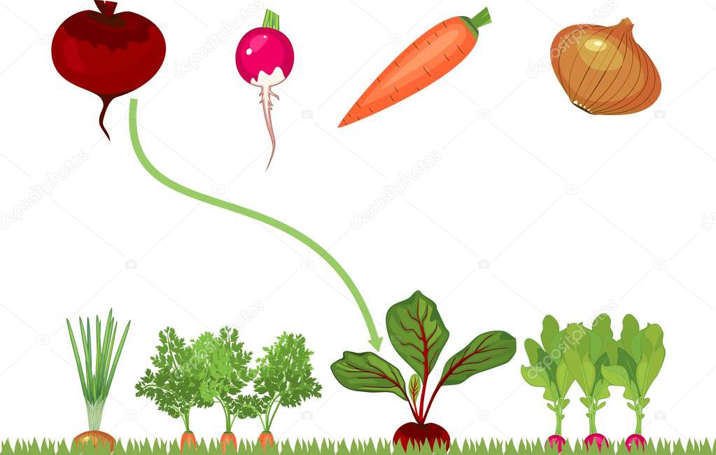 Educational children matching game for children. Vegetables on vegetable patch