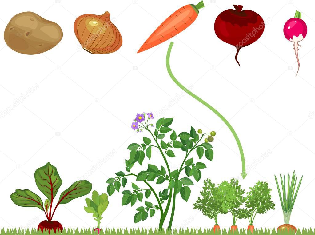 Educational children matching game for children. Vegetables on vegetable patch.