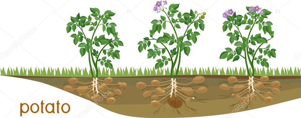 Flowering potato plants with root system and tubers on vegetable patch