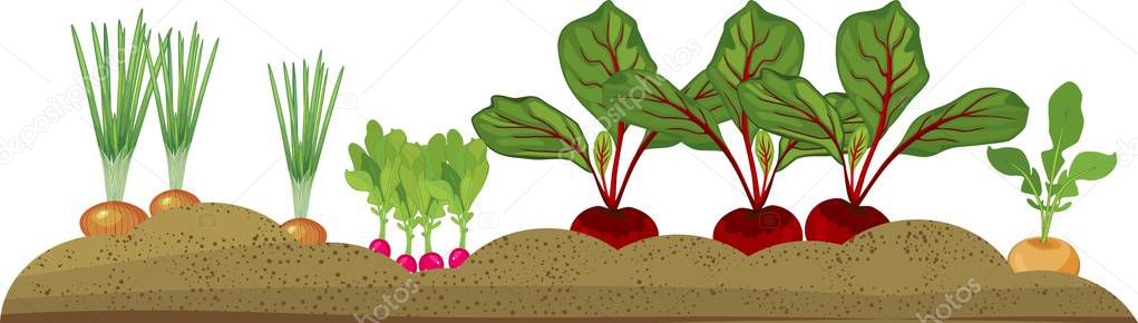 Vegetable patch with different root vegetables