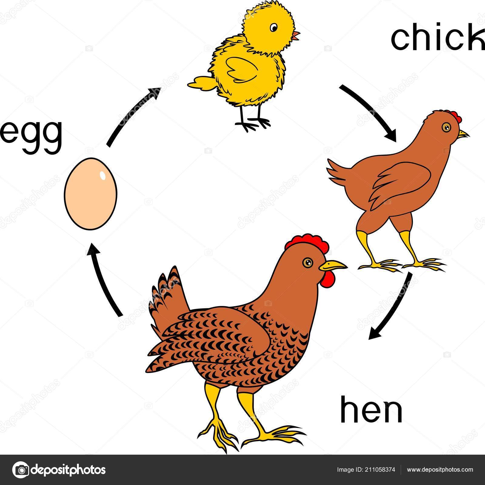 Chicken Egg Life Cycle 304172 Vector Art at Vecteezy