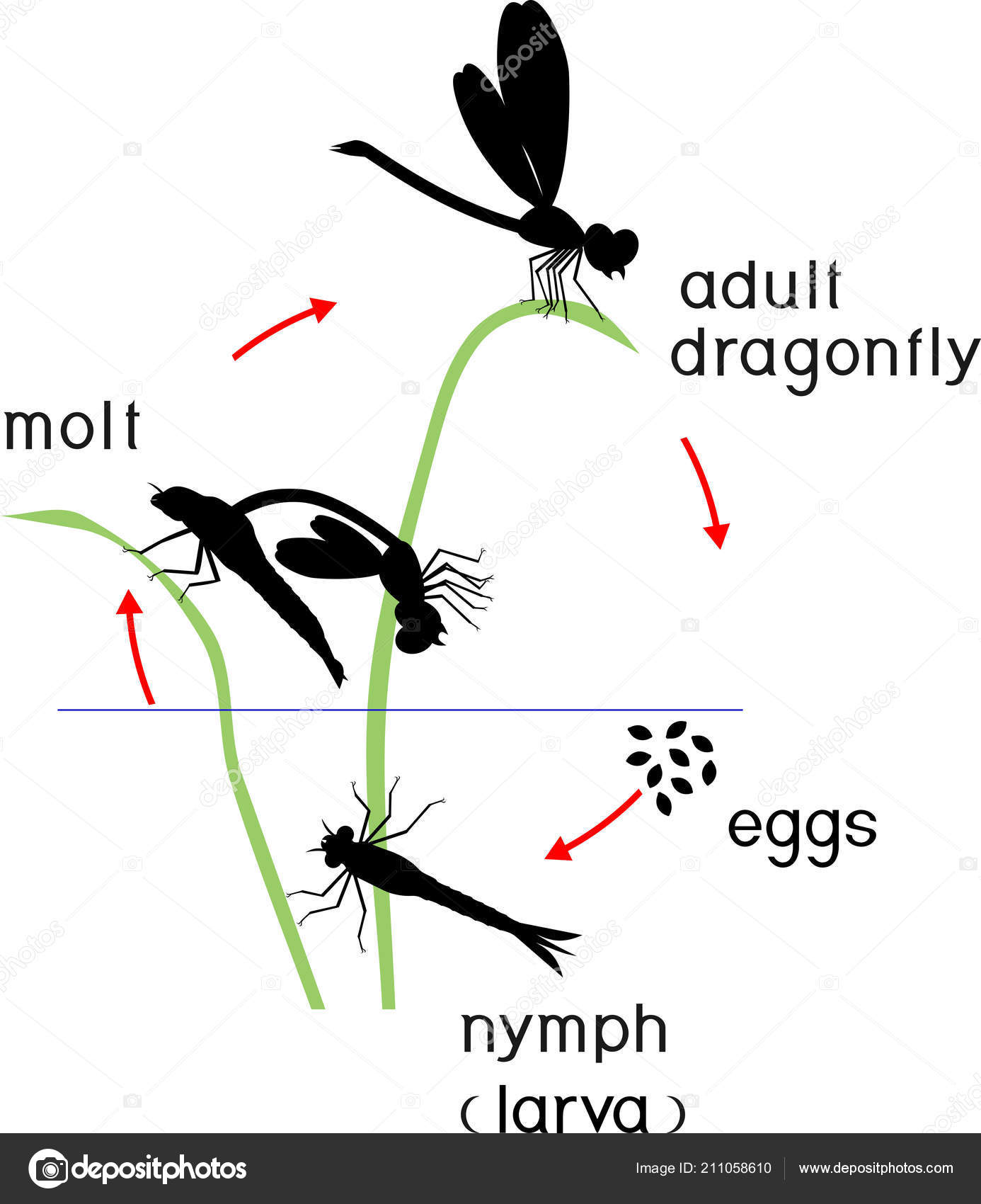 Adult insect confirm Adult insect pity, that
