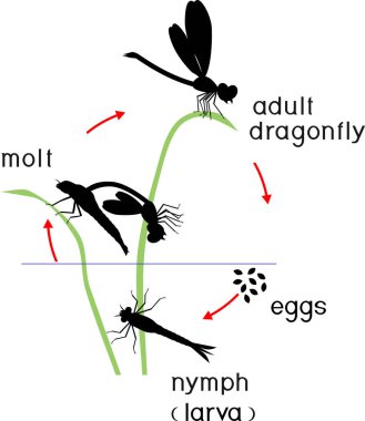 Yaşam döngüsü yusufçuk. Yetişkin böcek için yumurtadan yusufçuğun gelişimin dizisi