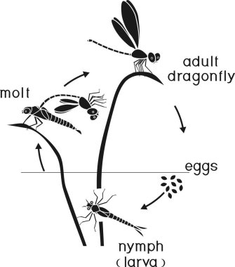 Yaşam döngüsü yusufçuk. Yetişkin böcek için yumurtadan yusufçuğun gelişimin dizisi