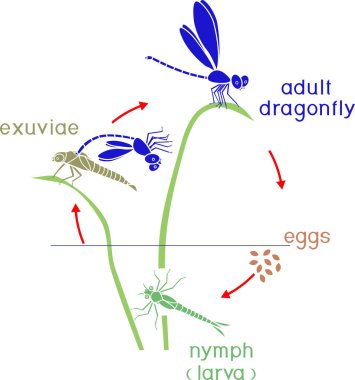 Yaşam döngüsü yusufçuk. Yetişkin böcek için yumurtadan yusufçuğun gelişimin dizisi