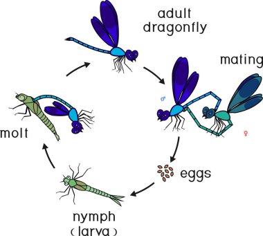 Life cycle of dragonfly. Sequence of stages of development of dragonfly from egg to adult insect clipart