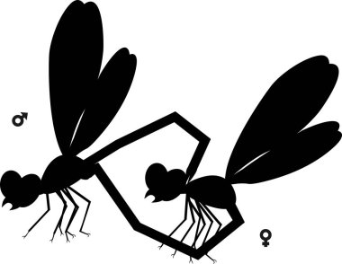 Yusufçuk beyaz arka plan üzerinde birkaç çiftleşme siyah siluet