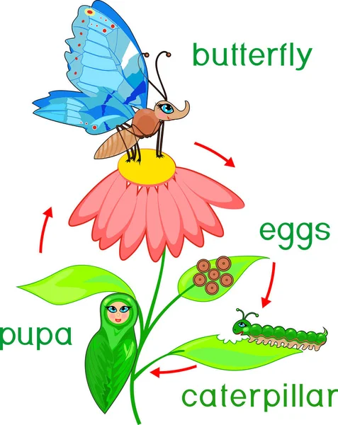 Жизнь Бабочки Последовательность Стадий Развития Яйца Взрослого Насекомого — стоковый вектор