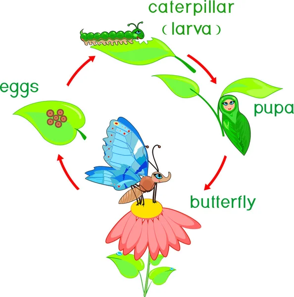 Ciclul Viaţă Fluturelui Secvența Etapelor Dezvoltare Insectele Adulte — Vector de stoc