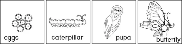 Malvorlagen Lebenszyklus Des Schmetterlings — Stockvektor