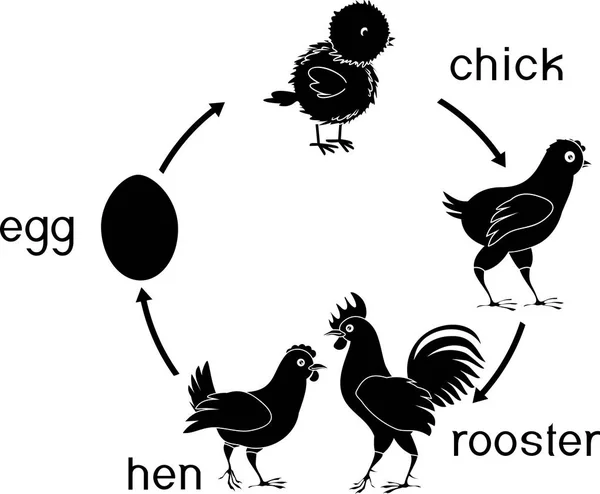 Ciclo Vita Del Pollo Con Titoli — Vettoriale Stock