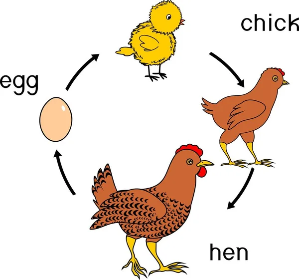 Tavuk Yaşam Döngüsü Başlıkların Ile Yetişkin Kuş Için Yumurtadan Tavuk — Stok Vektör