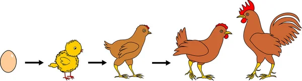 Yetişkin Kuş Için Yumurtadan Tavuk Büyüme Aşamaları — Stok Vektör