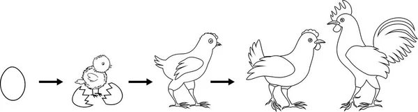 Розмальовка Сторінка Етапи Росту Курки Від Яйця Дорослого Птаха — стоковий вектор