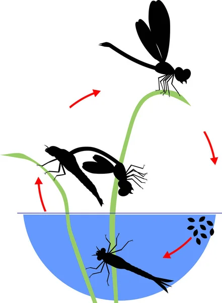 Life Cycle Dragonfly Sequence Stages Development Dragonfly Egg Adult