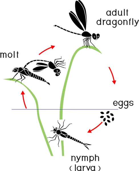 Livscykeln För Dragonfly Sekvens Stadier Utvecklingen Dragonfly Från Ägg Till — Stock vektor
