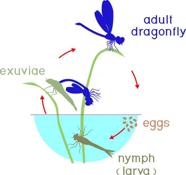 蜻蜓的生命周期 从卵到成虫的蜻蜓发育阶段序列 — 图库矢量图片
