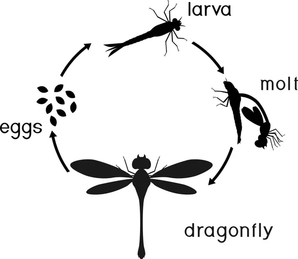 Ciclo Vida Libélula Secuencia Etapas Desarrollo Libélula Del Huevo Insecto — Vector de stock