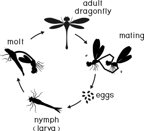 Levenscyclus Van Dragonfly Opeenvolgende Fasen Van Ontwikkeling Van Libel Van — Stockvector