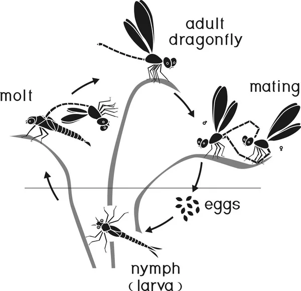 Livscykeln För Dragonfly Sekvens Stadier Utvecklingen Dragonfly Från Ägg Till — Stock vektor
