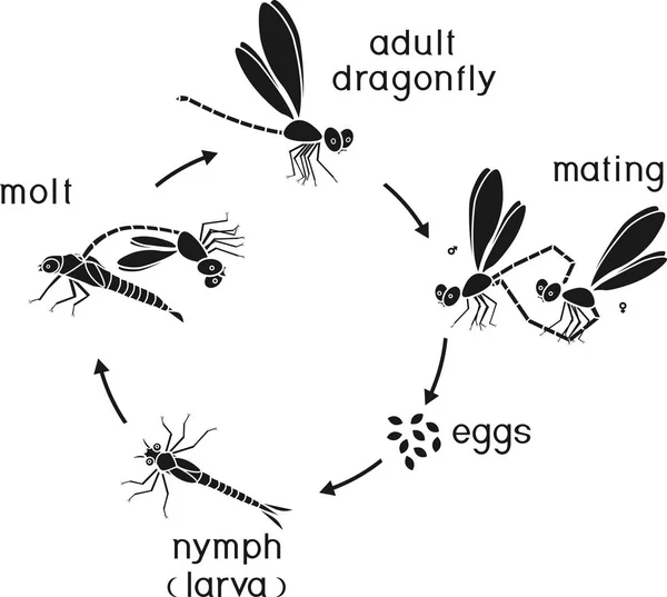 วงจรช ตของแมลงปอ นตอนของการพ ฒนาของแมลงปอจากไข งแมลงผ ใหญ — ภาพเวกเตอร์สต็อก