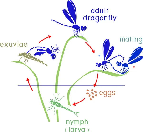 蜻蜓的生命周期 从卵到成虫的蜻蜓发育阶段序列 — 图库矢量图片