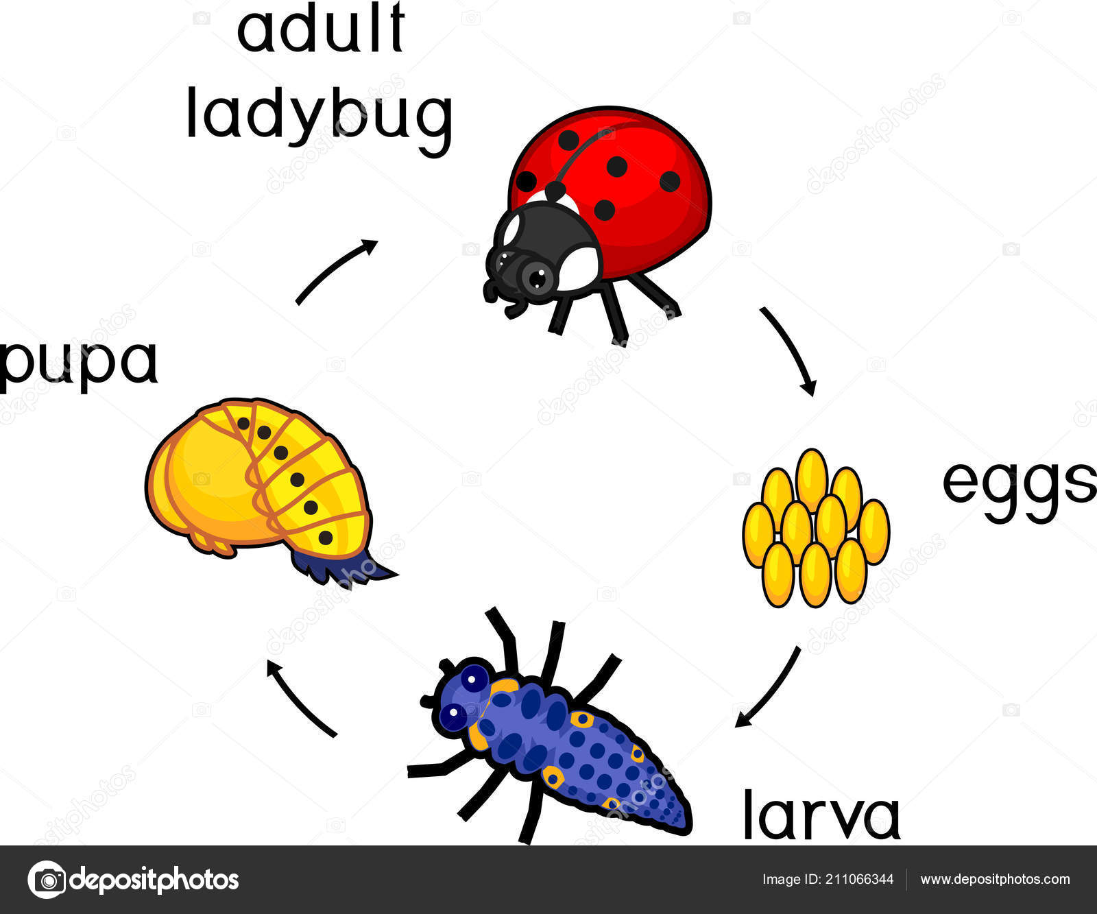 Life Cycle Ladybug Sequence Stages Development Ladybug Egg Adult Insect