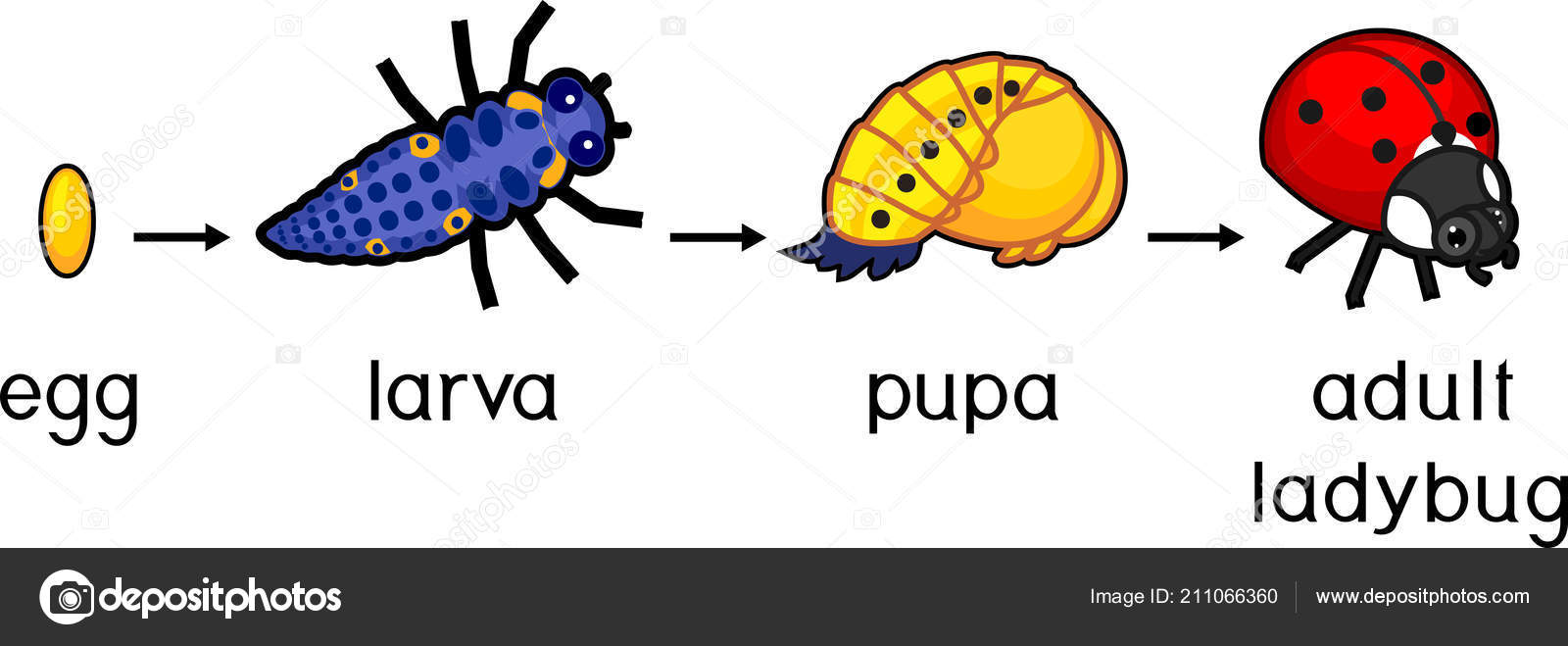 Pity, that Adult insect join. happens Adult insect topic
